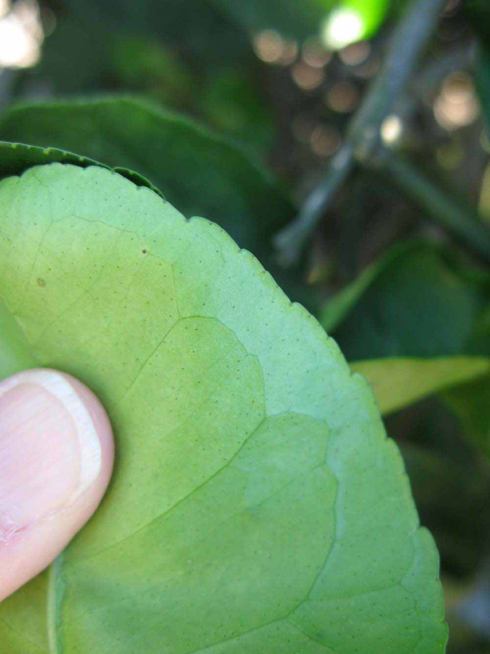              Margin (Winter Haven, FL)       